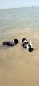 Cocker Anglais à la plage !