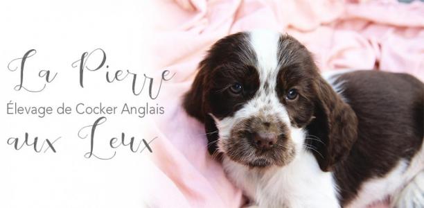 Chiot Cocker Anglais Poitiers